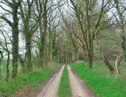 Ein schmaler, unbefestigter Weg führt durch einen Wald mit hohen, kahlen Bäumen, die von Efeu bewachsen sind. Der Boden ist mit grünem Gras bedeckt.