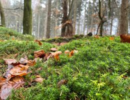 Nahaufnahme von Moos und Laub auf dem Waldboden mit Bäumen im Hintergrund.