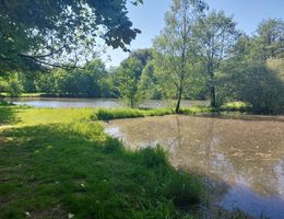 Ein ruhiger Teich in einer grünen Landschaft mit Bäumen und Gras am Ufer unter blauem Himmel.